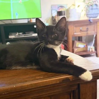 A baby small-sized male Black Domestic Short Hair cat named Perseus for adoption in Atlanta, GA