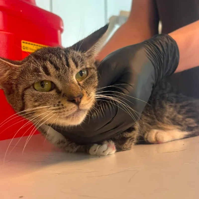 An adult medium-sized female Domestic Short Hair cat named Callie for adoption in Huntington, WV