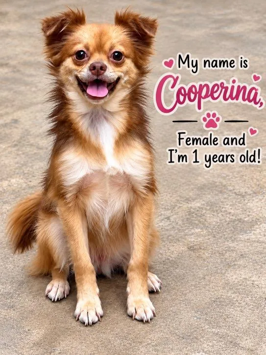 A young small-sized female Pomeranian dog named Cooperina for adoption in Cedarburg, WI