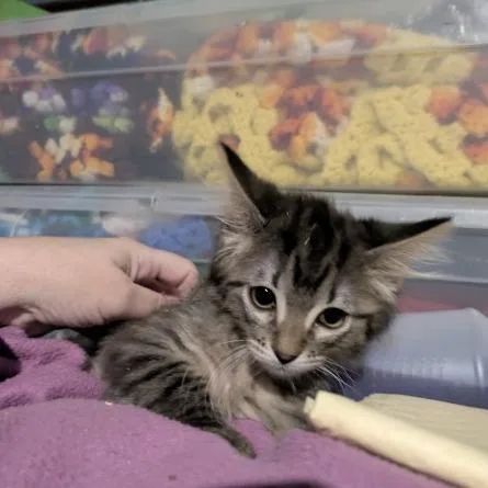 A baby small-sized female Brown / Chocolate Domestic Medium Hair cat named Cinderpelt for adoption in Greenwood, MO