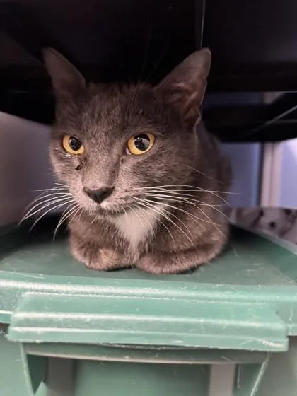 An adult small-sized female Domestic Short Hair cat named Simone for adoption in Roseville, CA