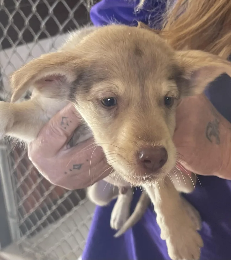 A baby small-sized male Chocolate Labrador Retriever dog named Shine for adoption in Deming, NM