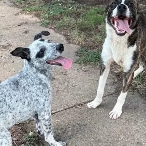 A baby medium-sized male White / Cream Australian Cattle Dog / Blue Heeler dog named Flip for adoption in Tunica, MS