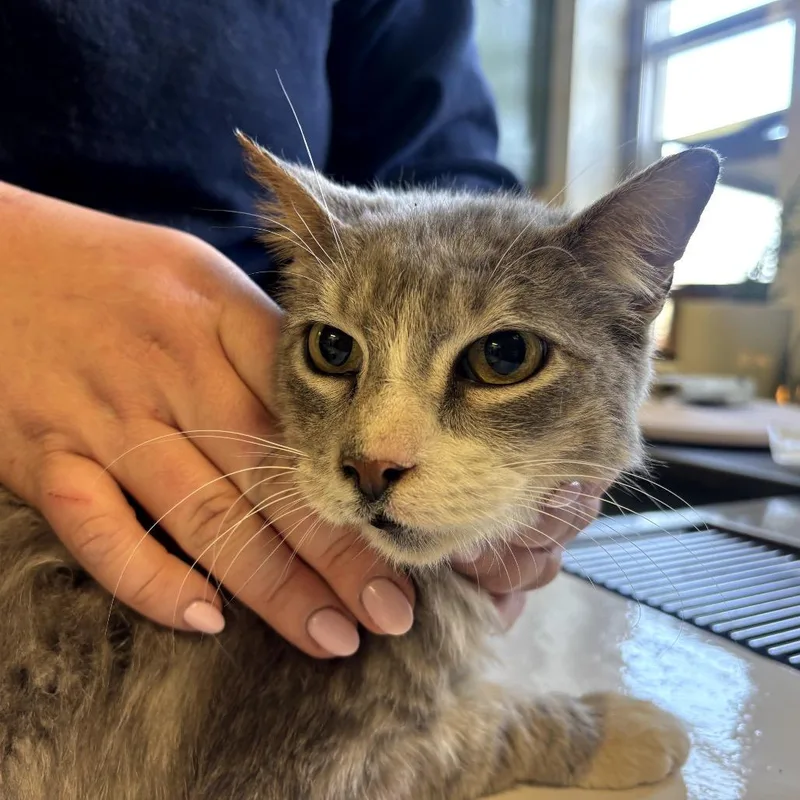 A senior large-sized male Gray / Blue / Silver Domestic Short Hair cat named Ryker for adoption in Garfield, AR