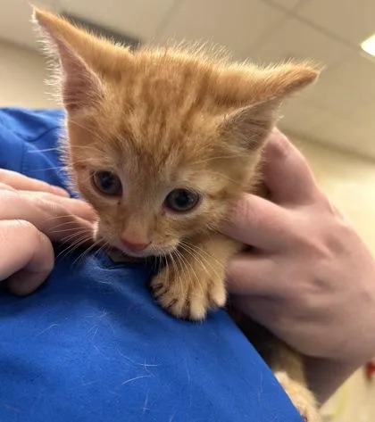 A baby small-sized male Domestic Short Hair cat named Porter for adoption in Fishers, IN