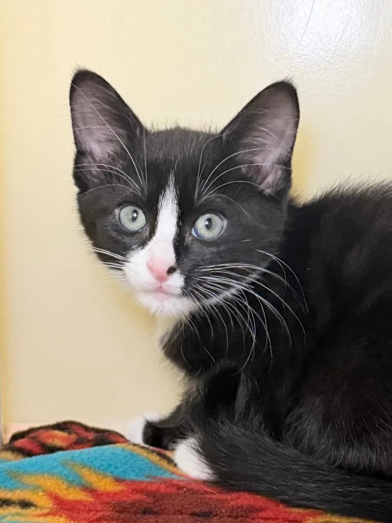 A baby medium-sized female Domestic Short Hair cat named Belle for adoption in Menomonie, WI