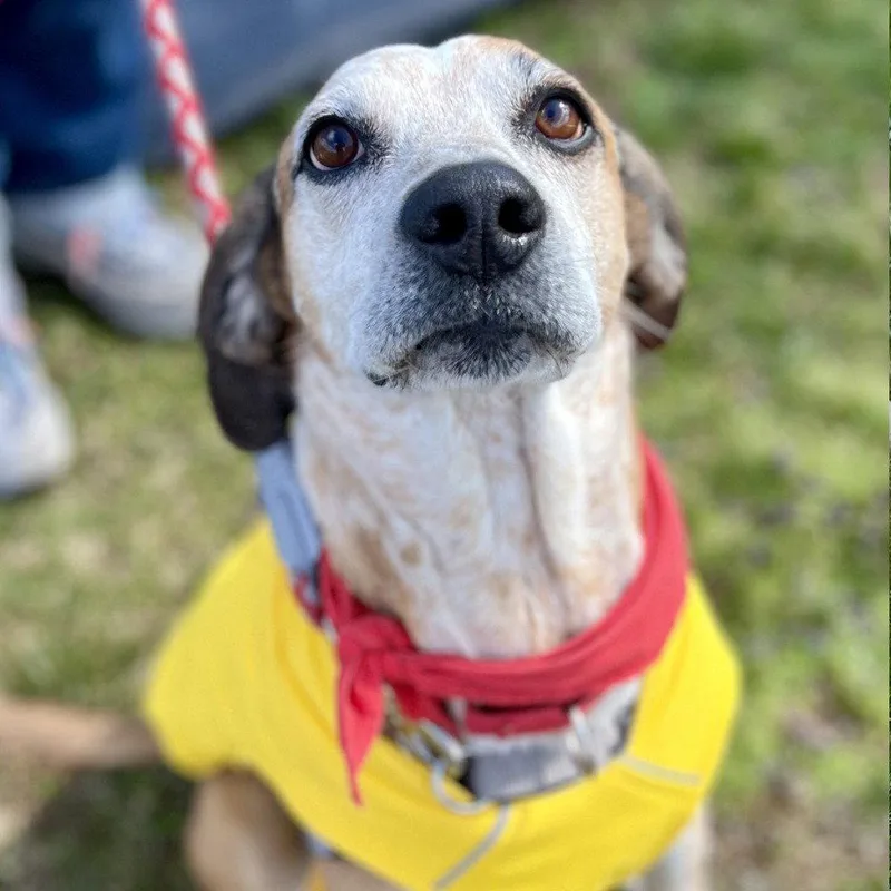 An adult medium-sized male Hound dog named Walter for adoption in Bloomfield, CT