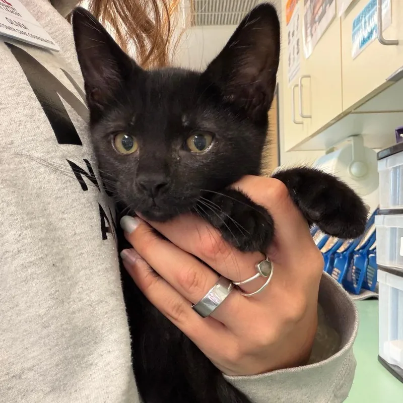 A baby small-sized male Domestic Short Hair cat named Mario for adoption in Morrisville, VT