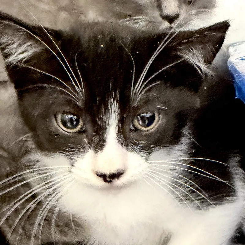 A baby small-sized male Black Domestic Short Hair cat named Vista for adoption in Oakland, CA