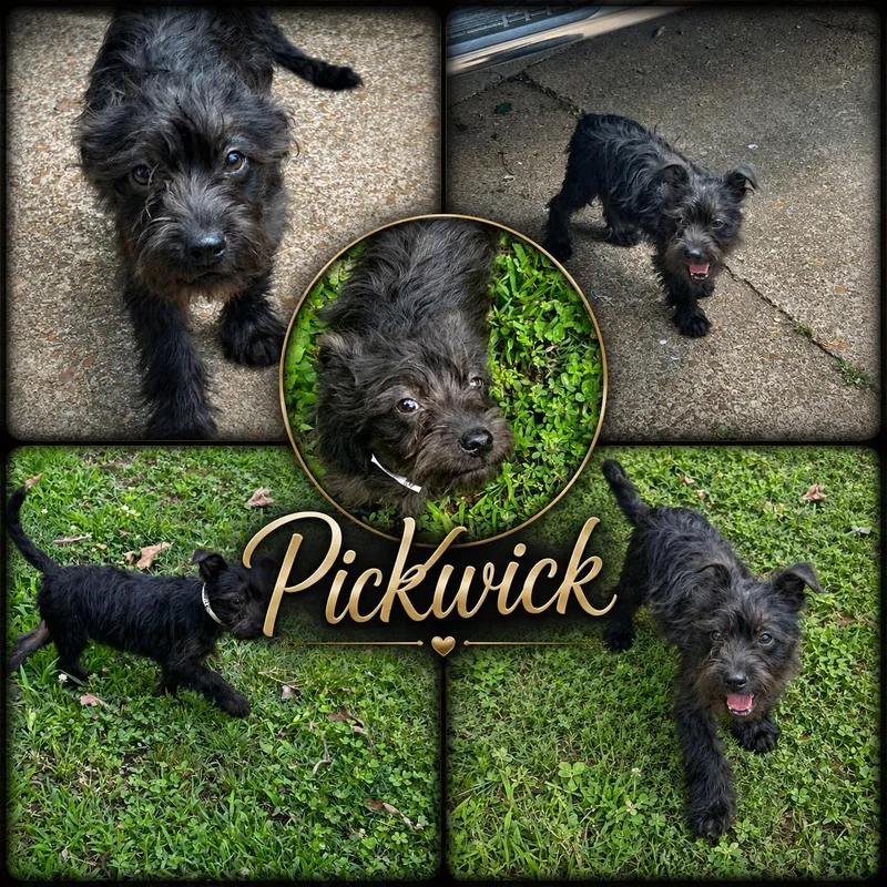 A young small-sized male Terrier dog named Pickwick for adoption in Jackson, TN