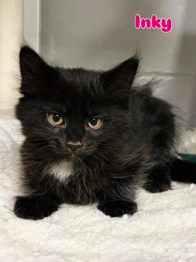 A baby medium-sized female Black Domestic Long Hair cat named Inky for adoption in Rock Hill, NY