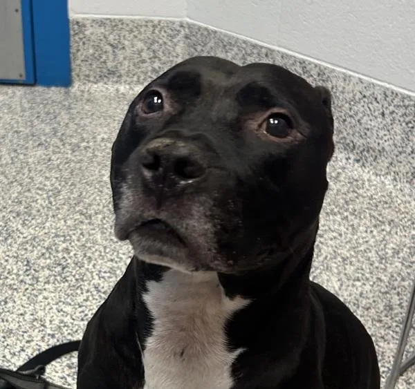 A senior medium-sized male American Staffordshire Terrier dog named Atlas for adoption in Golden, CO