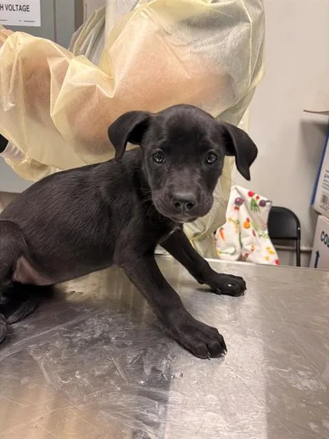 A baby small-sized female German Shepherd Dog dog named Opal for adoption in Ontario, CA