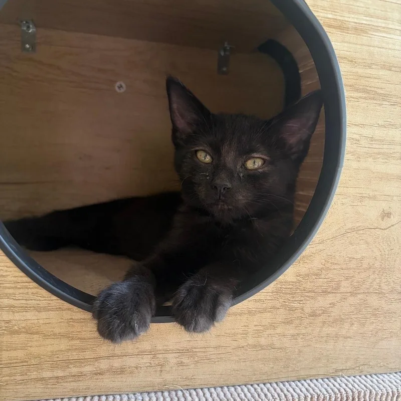 A baby medium-sized female Black Domestic Short Hair cat named Daisy Aero for adoption in Phoenix, AZ