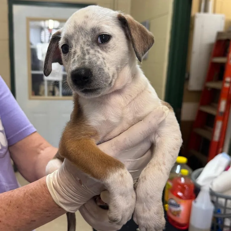 A baby small-sized male Yellow / Tan / Blond / Fawn Rough Collie dog named Cupcake for adoption in New York, NY