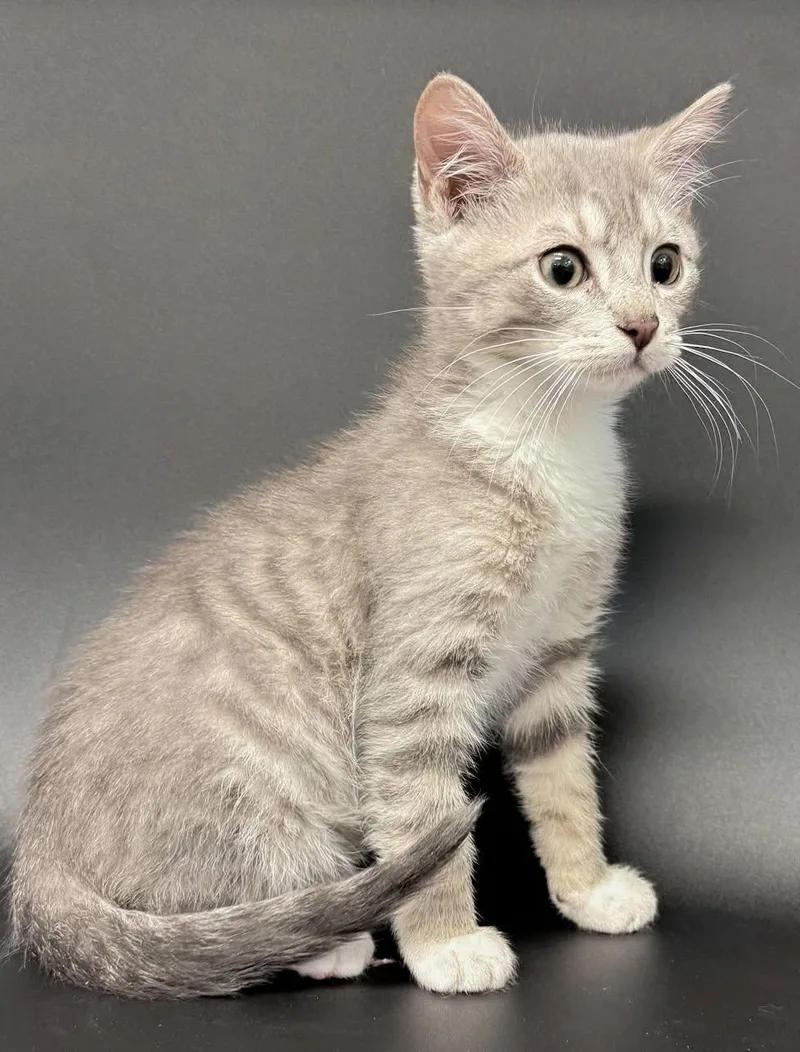 Parker is truly purrfect thumbnail 2