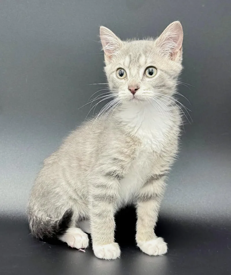 Parker is truly purrfect thumbnail 3