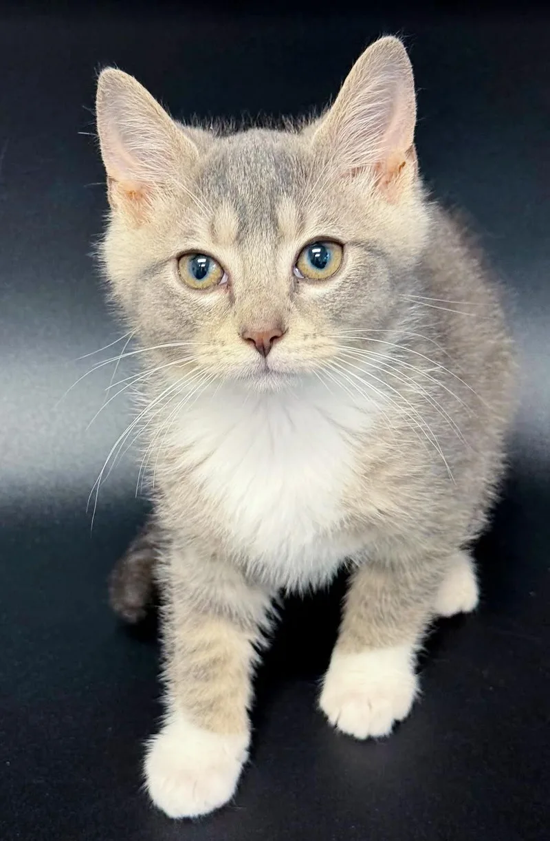 Parker is truly purrfect thumbnail 4