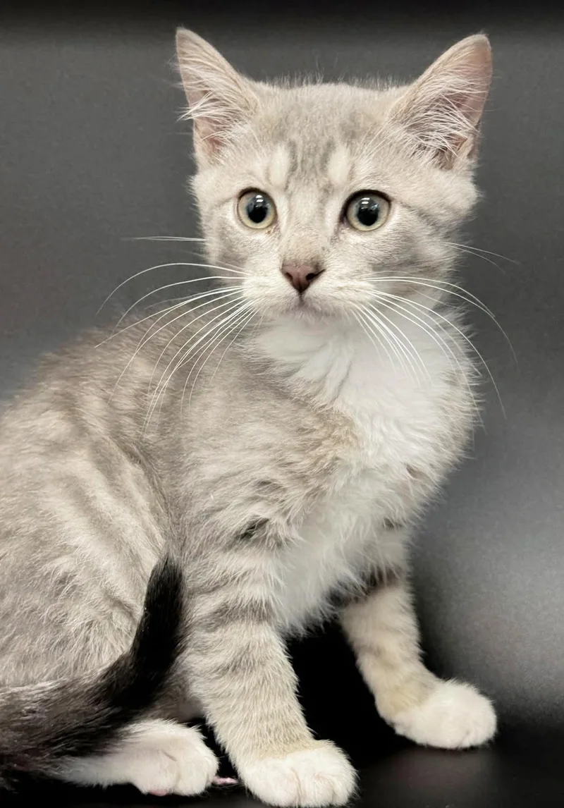Parker is truly purrfect thumbnail 5