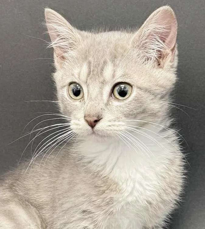 Parker is truly purrfect thumbnail 6