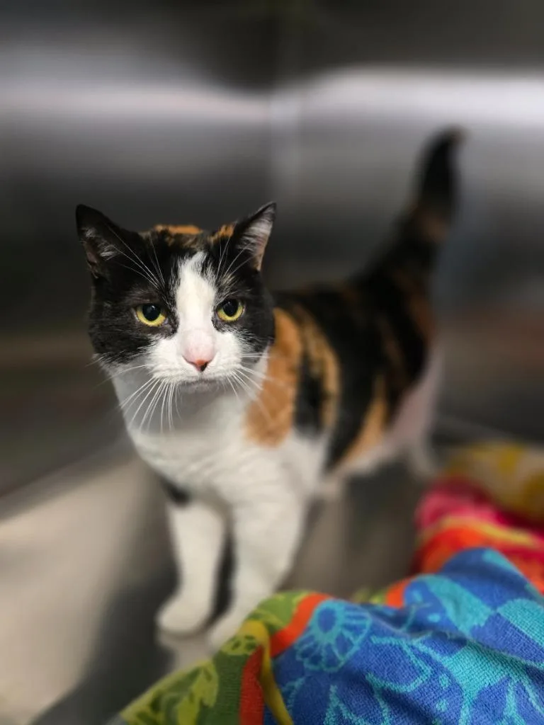 An adult medium-sized female Domestic Short Hair cat named Inna for adoption in Sebastian, FL