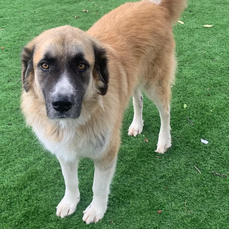 An adult extra large-sized male Great Pyrenees dog named Brisco for adoption in Krum, TX