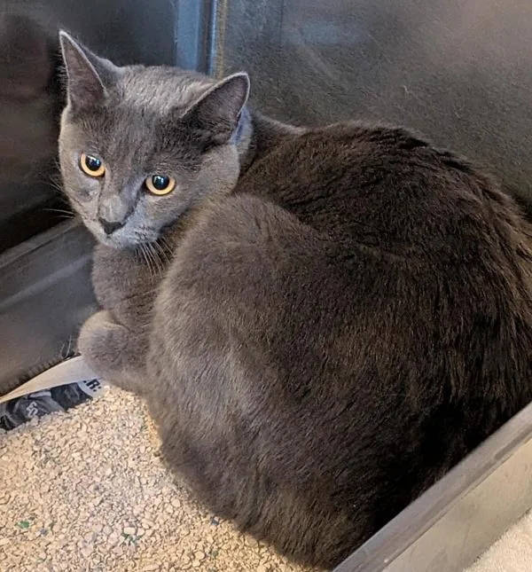 A young medium-sized female Domestic Short Hair cat named Mian Mian for adoption in Dublin, CA