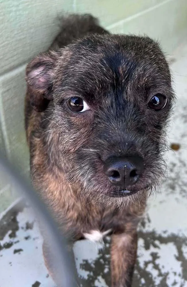 An adult small-sized female Gray / Blue / Silver Yorkshire Terrier dog named Dezy for adoption in Aurora, IN