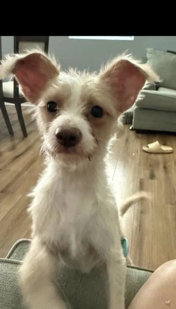 Canelo