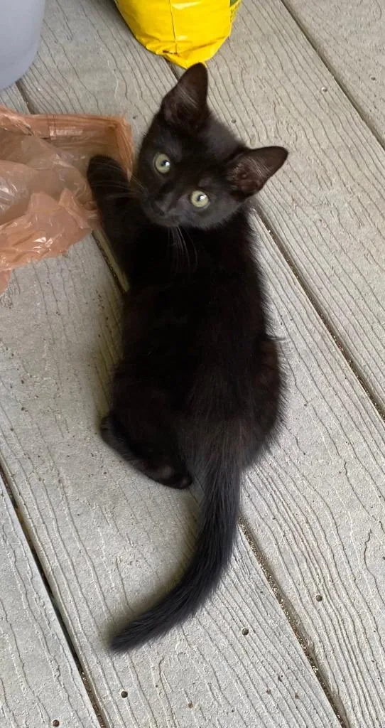 A baby medium-sized male Domestic Short Hair cat named Wyck for adoption in Hoover , AL