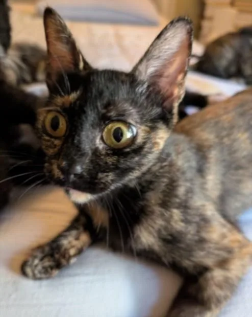 A young large-sized female Domestic Short Hair cat named Toffee for adoption in San Pedro, CA