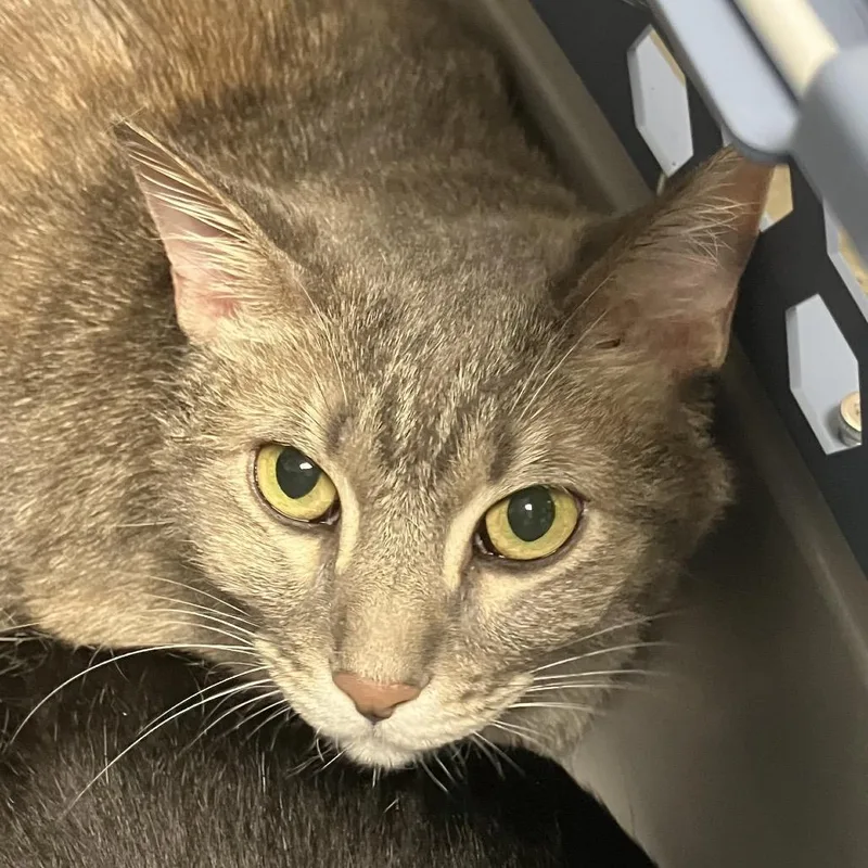 An adult large-sized female Domestic Short Hair cat named Emma for adoption in DeKalb, IL