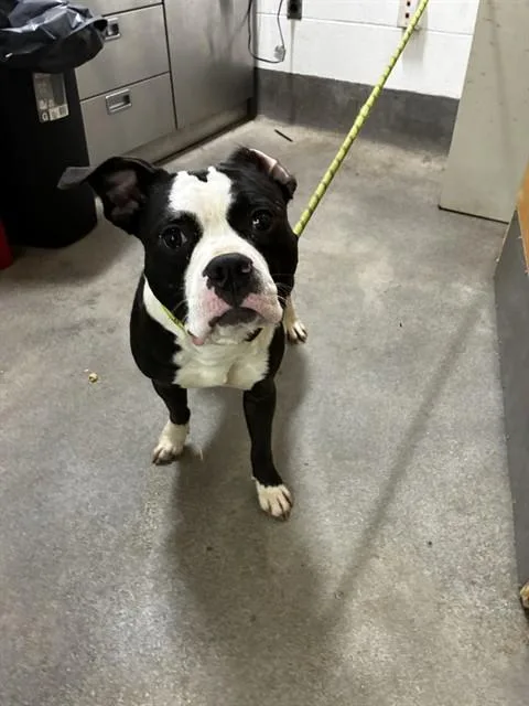 A young medium-sized male Pit Bull Terrier dog named Midnight for adoption in Upper Marlboro, MD