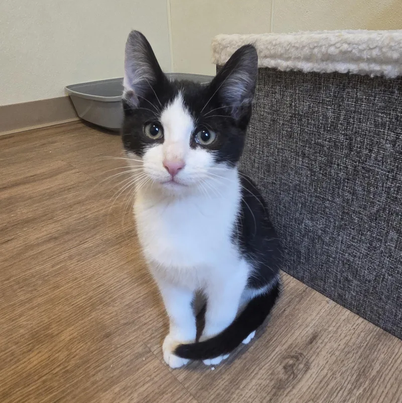 A baby small-sized male Black & White / Tuxedo Domestic Short Hair cat named Benny for adoption in Manistique, MI