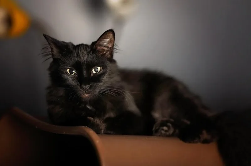 Shadow And Sax thumbnail 3