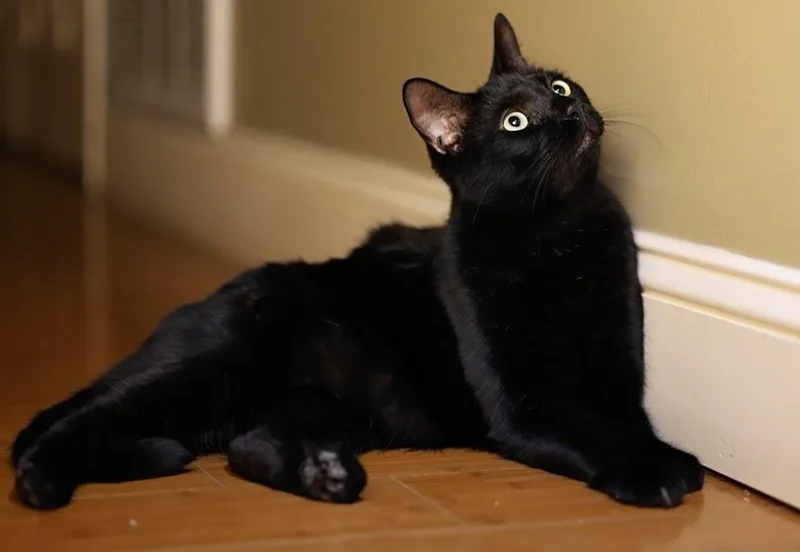 Shadow And Sax thumbnail 4