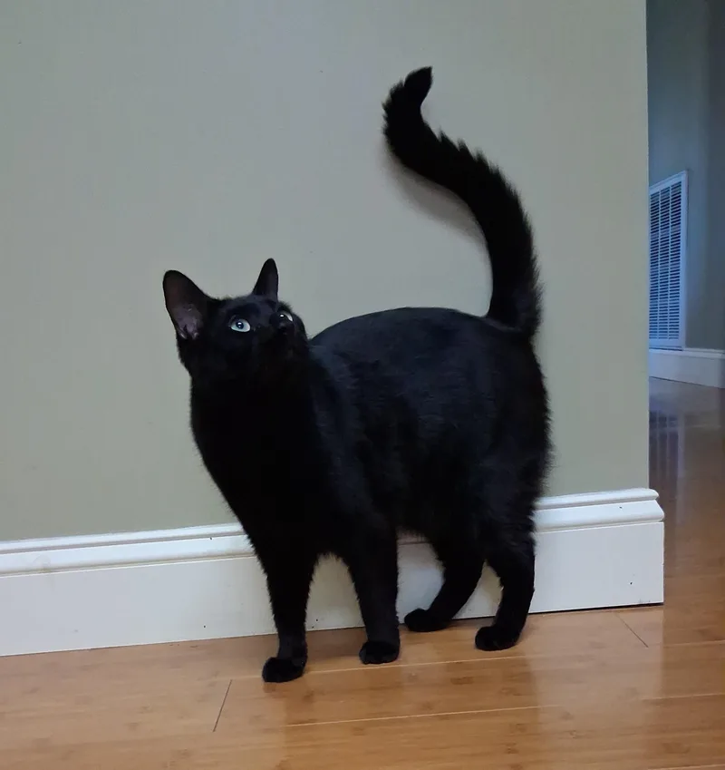 Shadow And Sax thumbnail 5