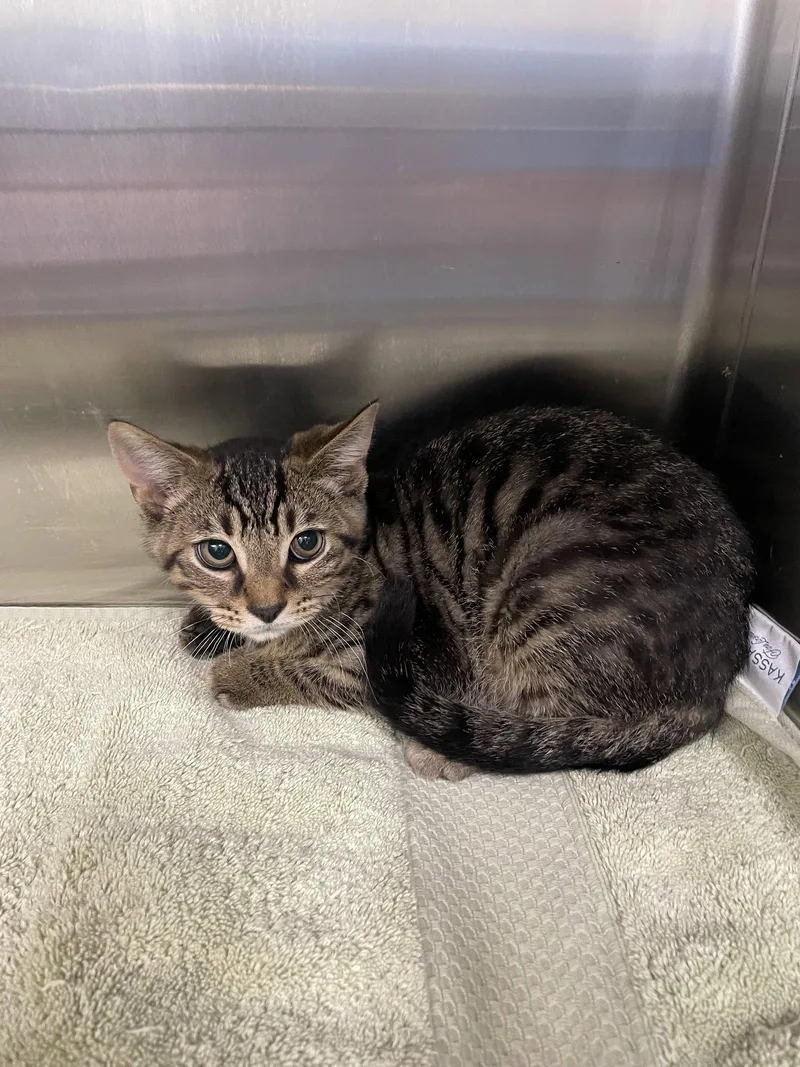 A baby medium-sized male Tabby cat named Stitch for adoption in Georgetown, KY