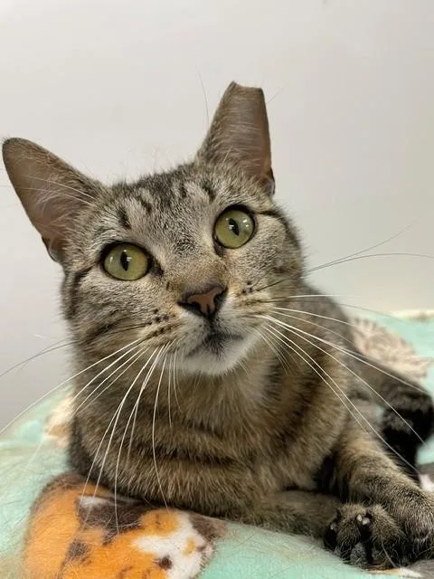 An adult medium-sized female Tabby (Brown / Chocolate) Domestic Short Hair cat named Sweepy for adoption in Hayward, WI