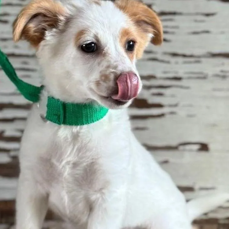 A young small-sized female Red / Chestnut / Orange Jack Russell Terrier dog named Frannie for adoption in Carrollton, TX
