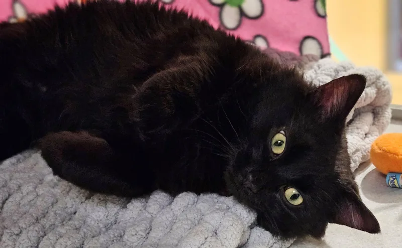 An adult medium-sized male Domestic Long Hair cat named Xoco for adoption in Iowa City, IA