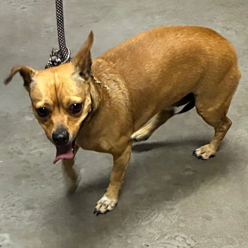 An adult small-sized female Yellow / Tan / Blond / Fawn Chihuahua dog named Sugar Pop for adoption in Yuma, AZ