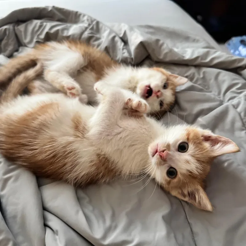 A baby small-sized male Orange / Red Domestic Short Hair cat named Maxey for adoption in Newark, NJ