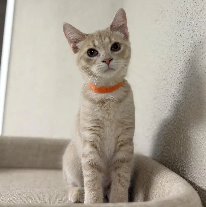 A baby medium-sized female Tabby (Buff / Tan / Fawn) Domestic Short Hair cat named Bluey for adoption in Greensburg, PA