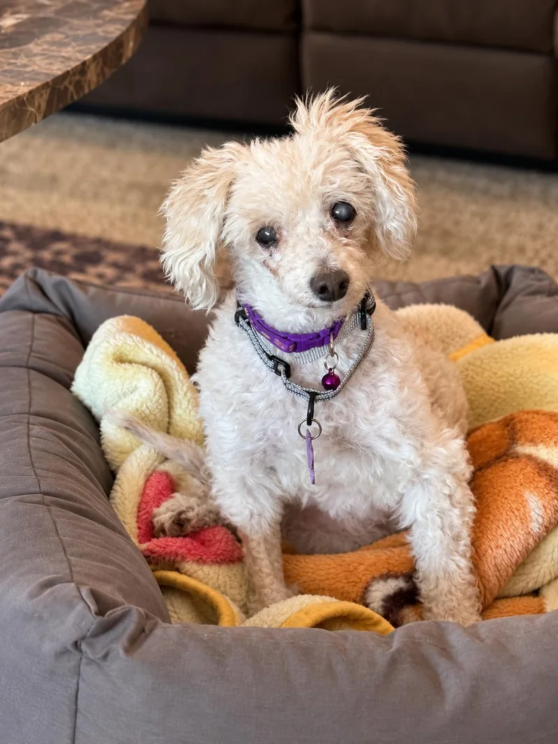 A senior small-sized female White / Cream Poodle dog named Hope for adoption in Menifee, CA