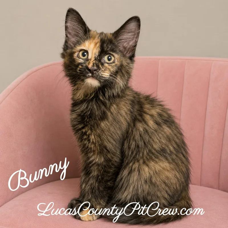 Bunny