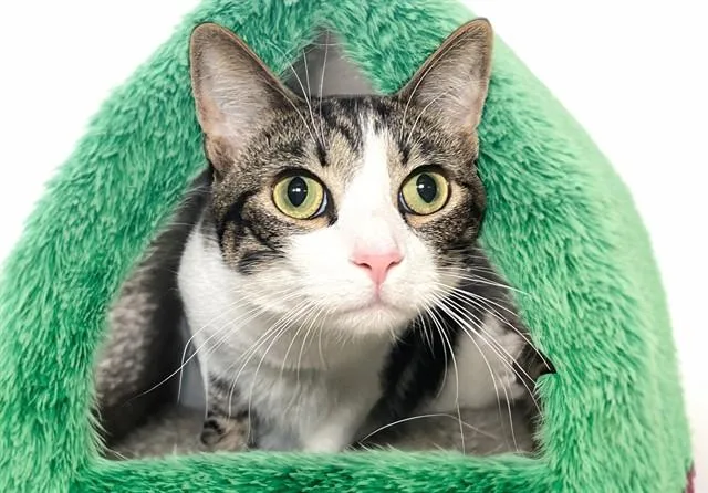 A young medium-sized male Domestic Short Hair cat named Oj for adoption in Fort Lauderdale, FL