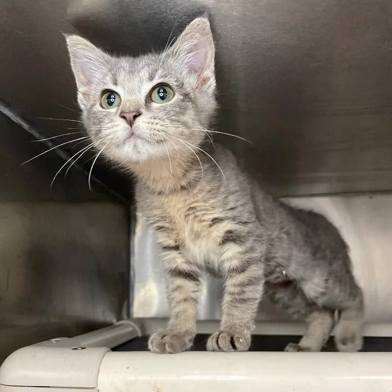 A young medium-sized female Domestic Short Hair cat named Storm Cloud for adoption in Roanoke, VA
