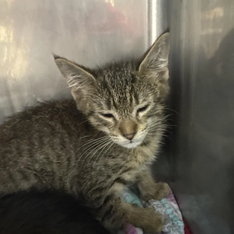 A baby small-sized female Brown / Chocolate Domestic Short Hair cat named Tiger for adoption in Lauderhill, FL