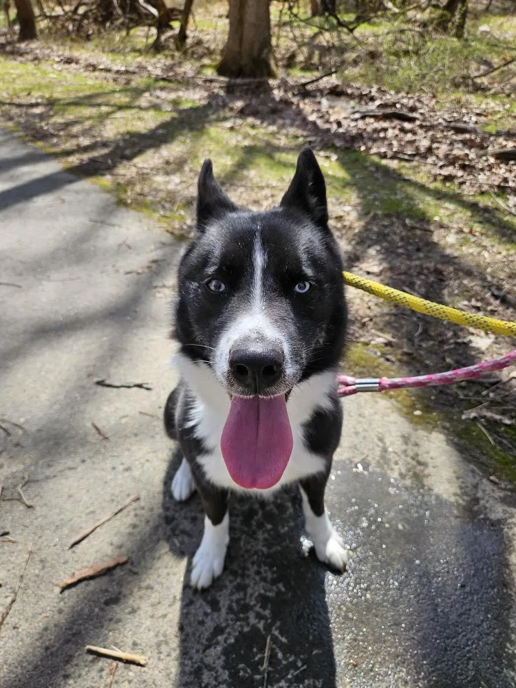 An adult large-sized male Tricolor (Brown, Black, & White) Siberian Husky dog named Ace for adoption in Silver Spring, MD